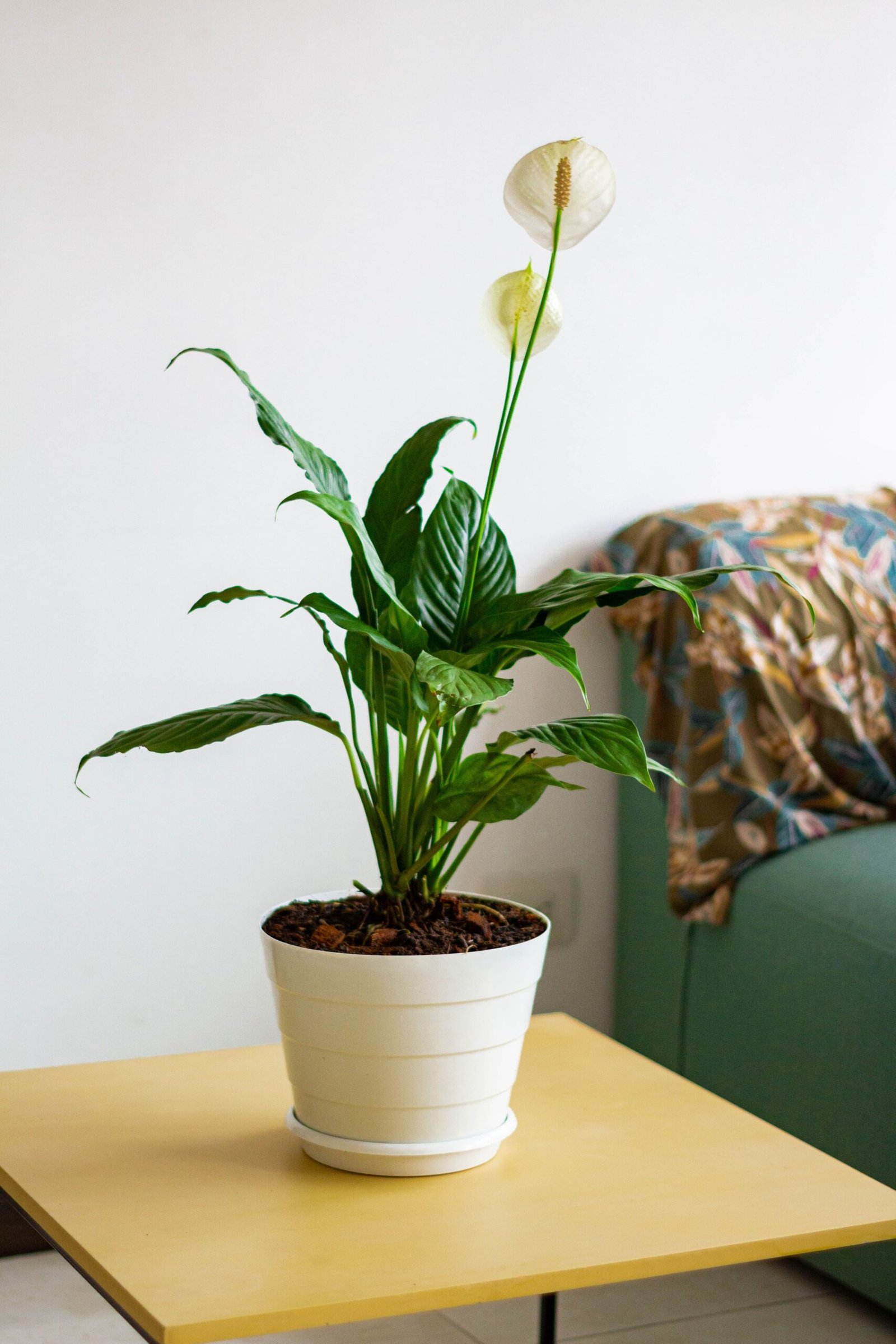 peace lily peace lily