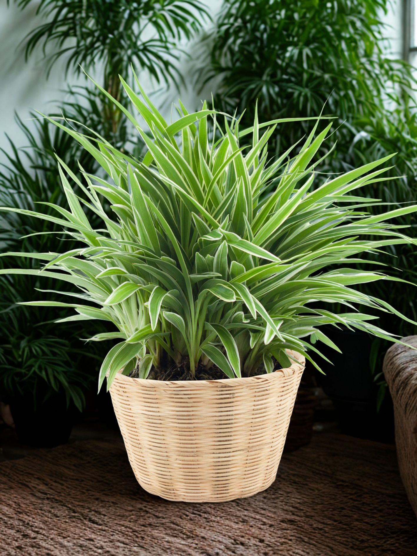 spider plant